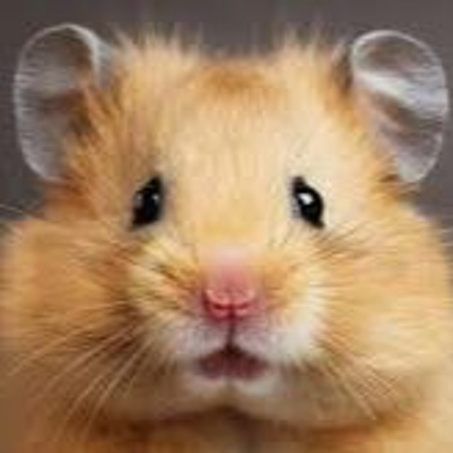 La venganza del hamster | Matías Repar en #FuriaBebé episode artwork